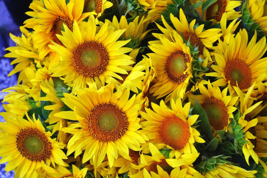 959629 (a): :2400x1600